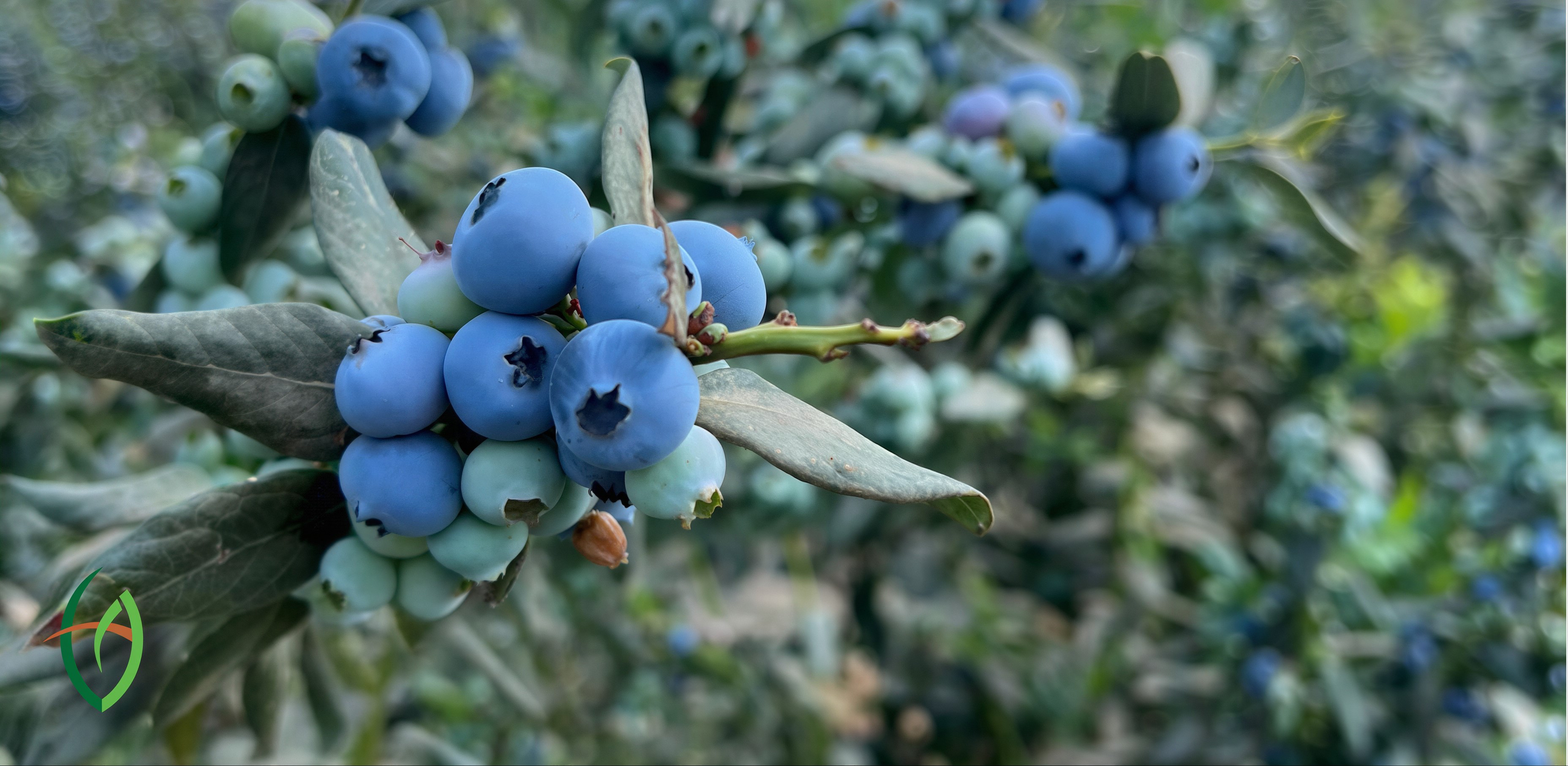 Nature Image #1